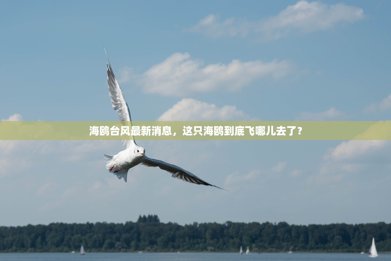 海鸥台风最新消息，这只海鸥到底飞哪儿去了？