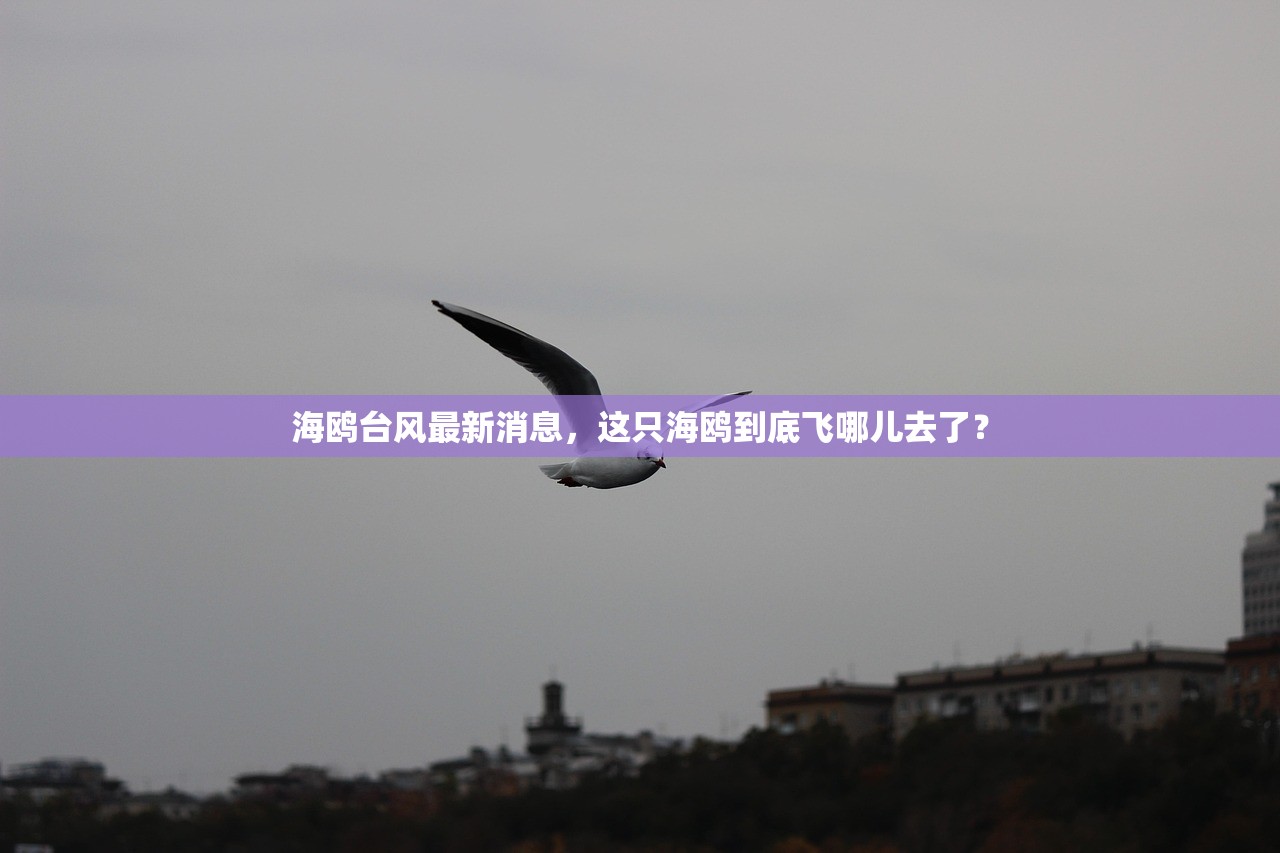 海鸥台风最新消息，这只海鸥到底飞哪儿去了？