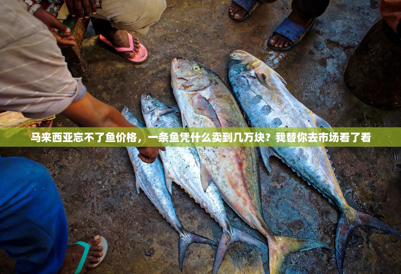 马来西亚忘不了鱼价格,一条鱼凭什么卖到几万块?我替你去市场看了看 马来西亚忘不了鱼价格,一条鱼凭什么卖到几万块?我替你去市场看了看