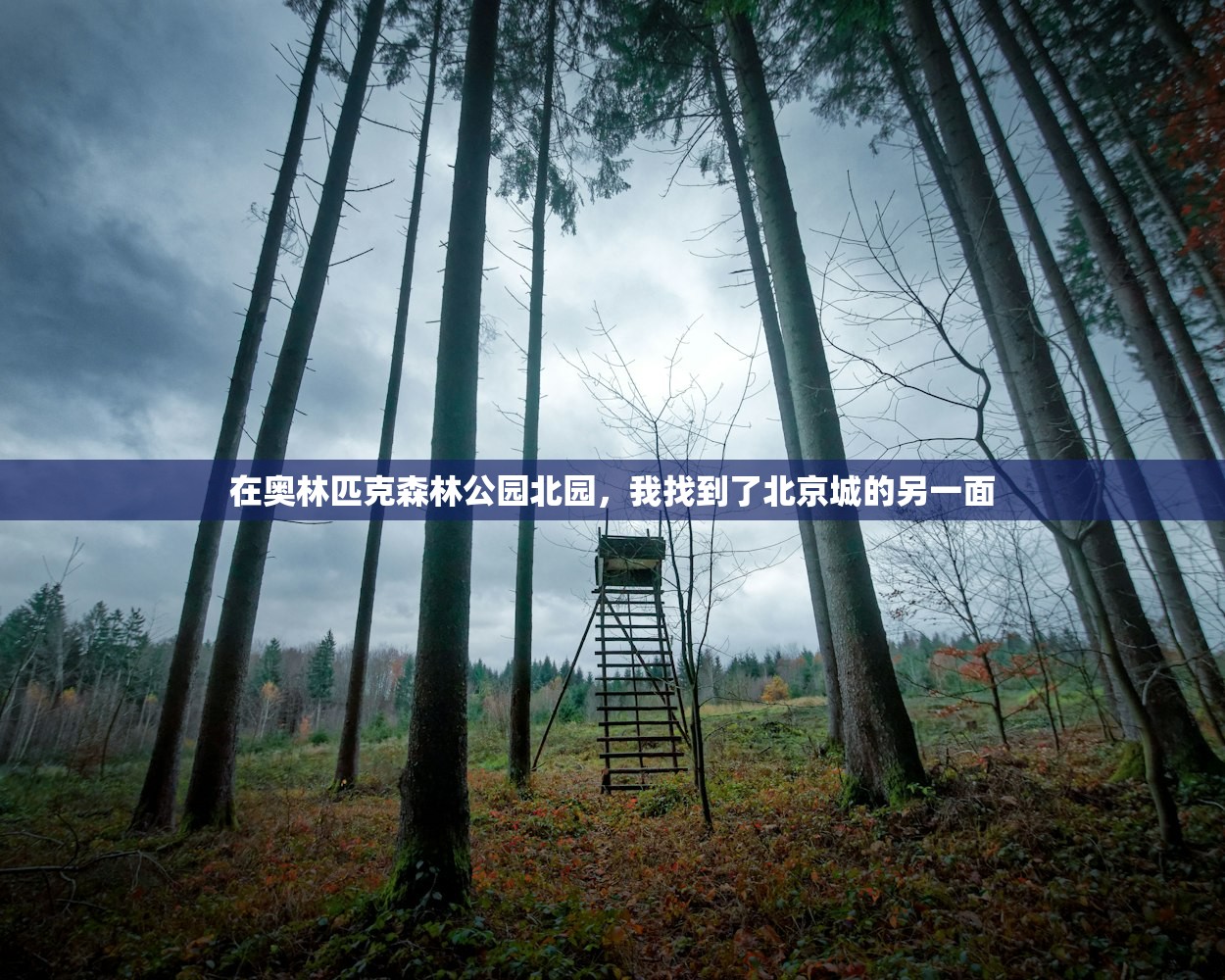 在奥林匹克森林公园北园，我找到了北京城的另一面
