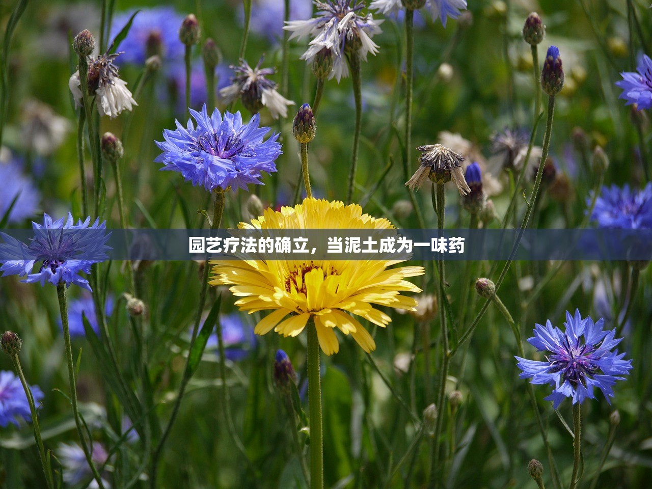 园艺疗法的确立，当泥土成为一味药