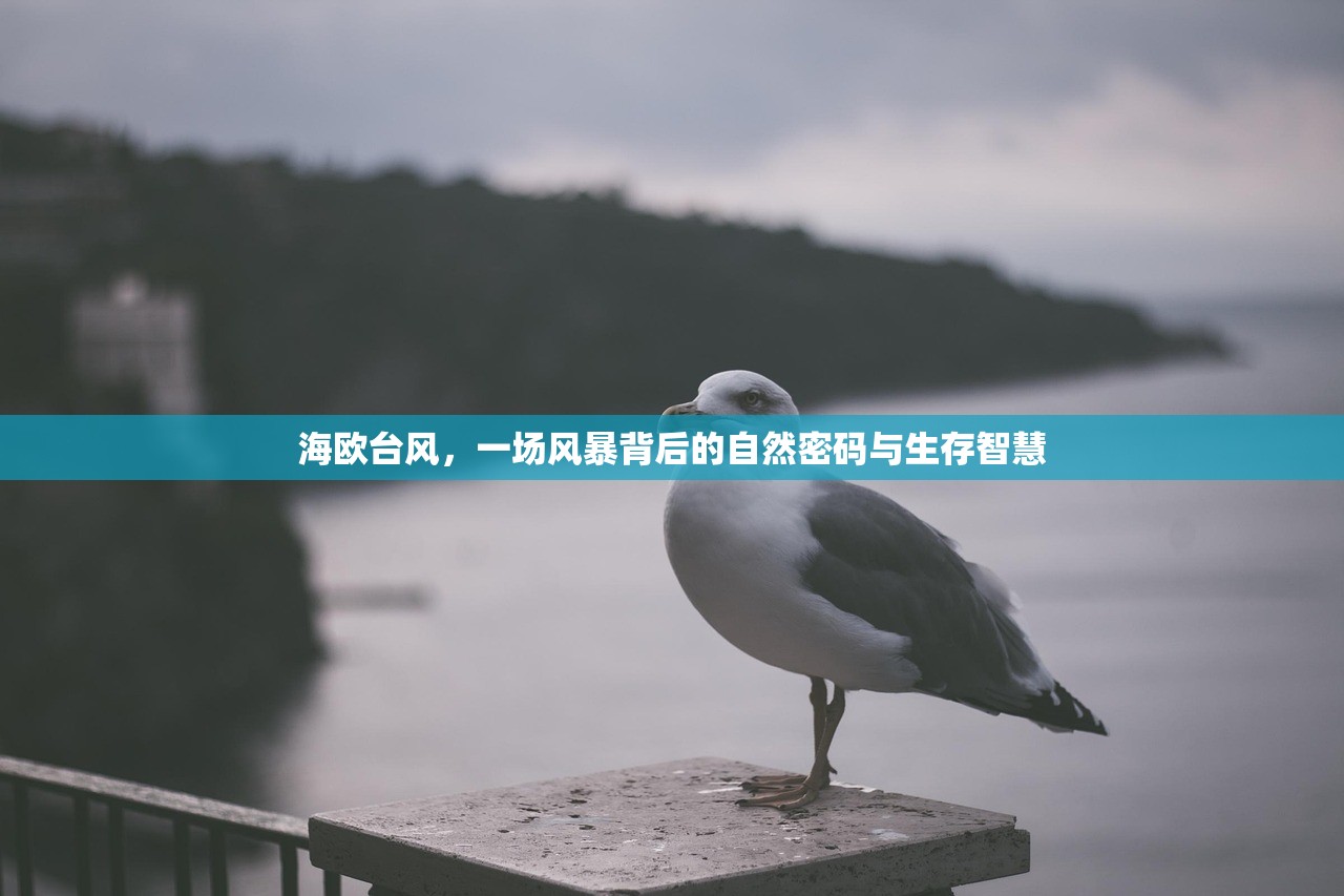 海欧台风,一场风暴背后的自然密码与生存智慧 海欧台风,一场风暴背后的自然密码与生存智慧